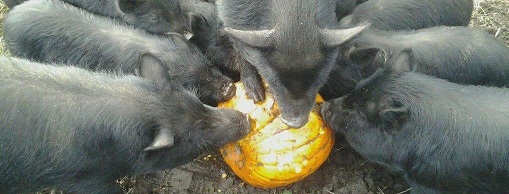 About eight piglets trying to eat a pumpkin